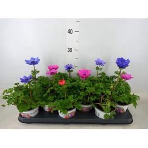 Anemone cor. 'Harmony'   ..mix