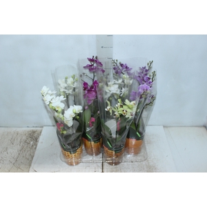 PHALAENOPSIS MINI P09 2 HT