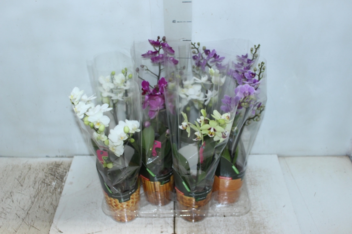 <h4>PHALAENOPSIS MINI P09 2 HT</h4>