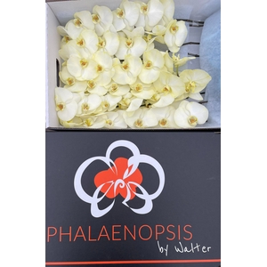 Phalaenopsis Coloured Yellow Doos