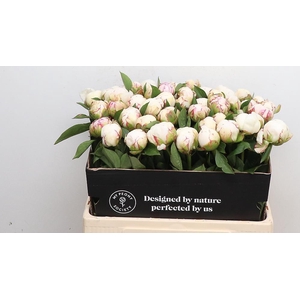 Paeonia Mary E. Nicholls