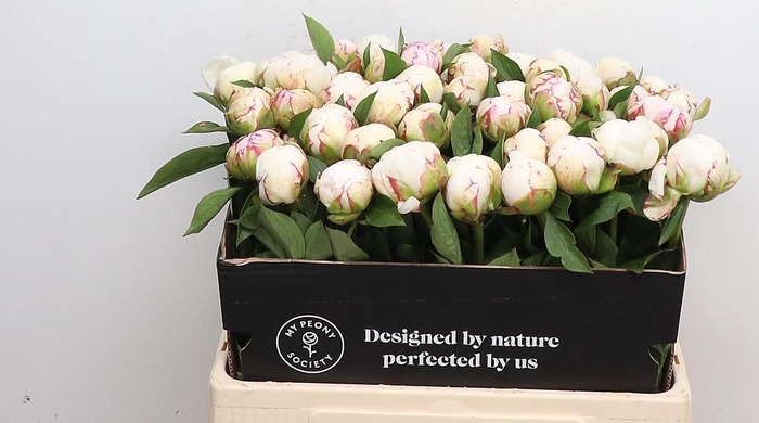 <h4>Paeonia Mary E. Nicholls</h4>