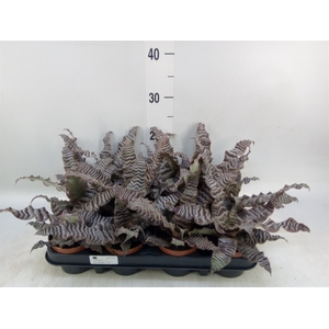 Cryptanthus zonatus