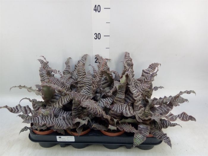 <h4>Cryptanthus zonatus</h4>