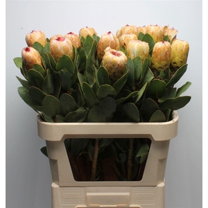 PROTEA GRANDICOLOR