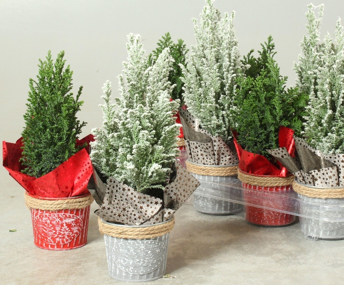 <h4>CHAM L ELLWOODII</h4>