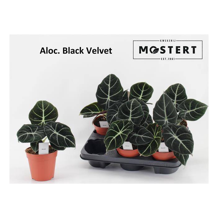 <h4>Alocasia Black Velvet 12Ø 25cm 1pp</h4>