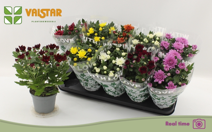 <h4>CHRYS GEM 7 KL</h4>