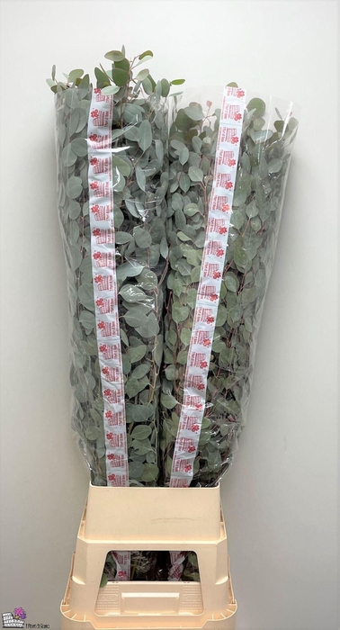 <h4>EUCA POLYANTHEMOS</h4>