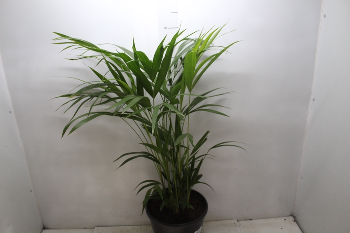 <h4>ARECA BAMBU P24</h4>