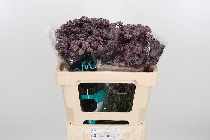 <h4>Astr Star Of Love</h4>