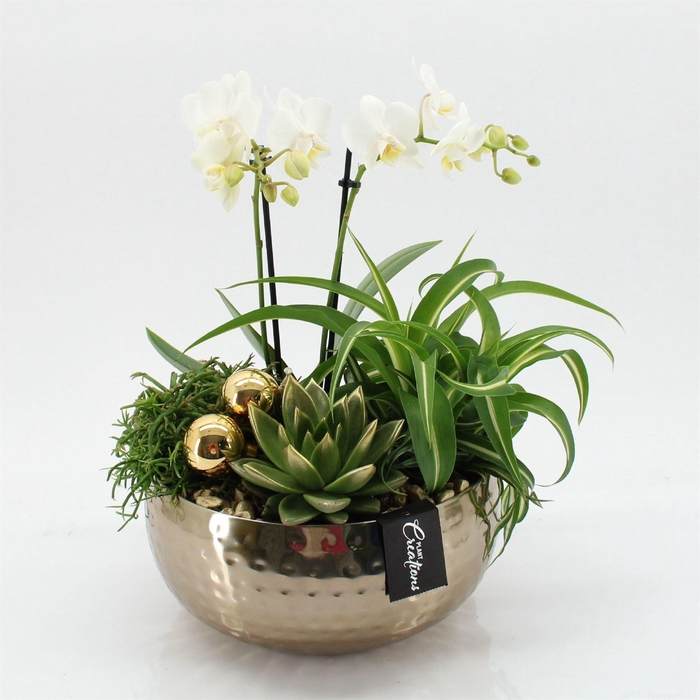 <h4>Arr. Phalaenopsis H%</h4>