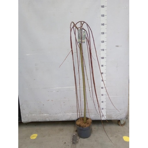 Salix caprea 'Kilmarnock'