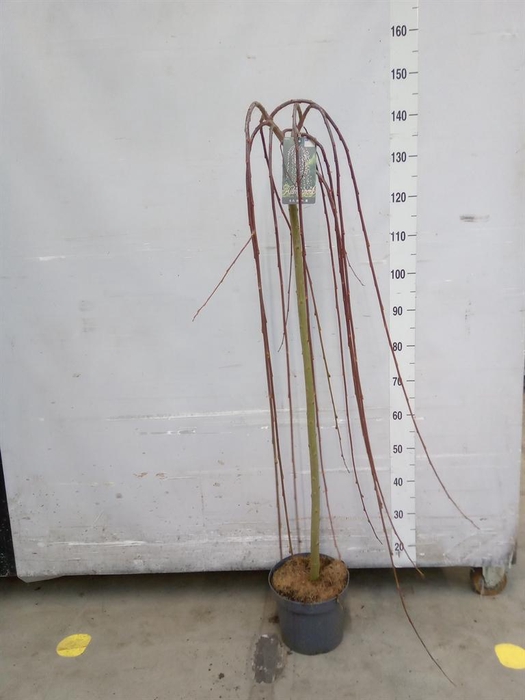 <h4>Salix caprea 'Kilmarnock'</h4>