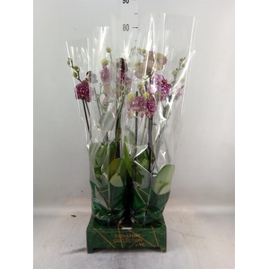 Phalaenopsis   ...