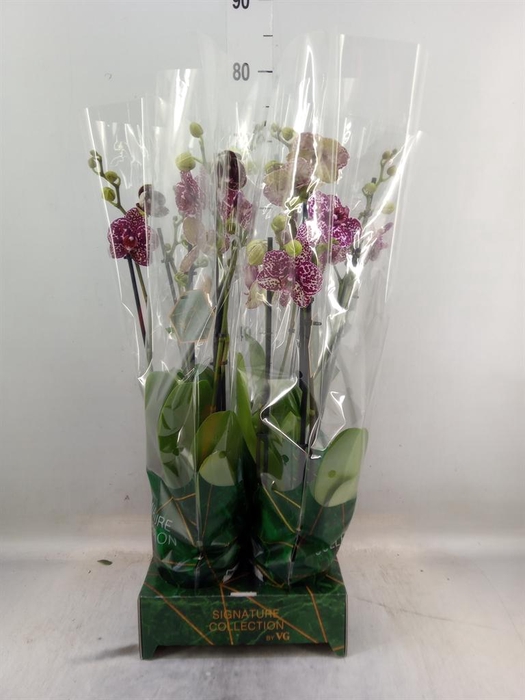 <h4>Phalaenopsis   ...</h4>