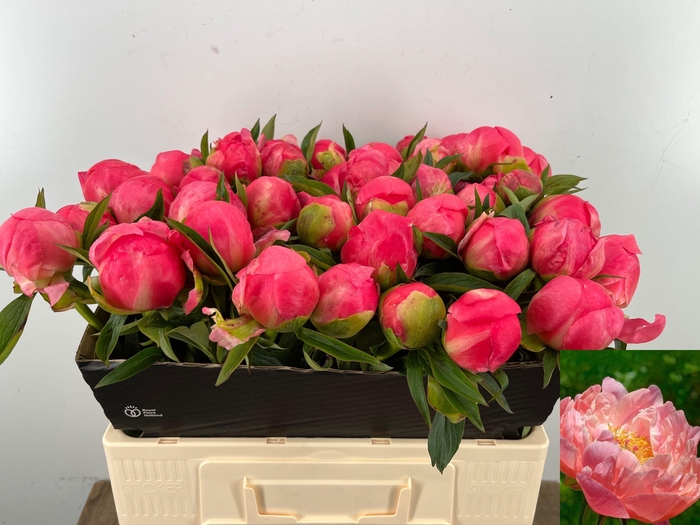 <h4>PAEO  CORAL CHARM</h4>