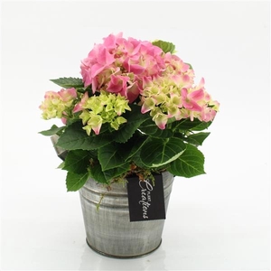 Arrangementen Hydrangea 6%