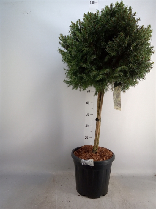 <h4>Picea omorika 'Nana'</h4>