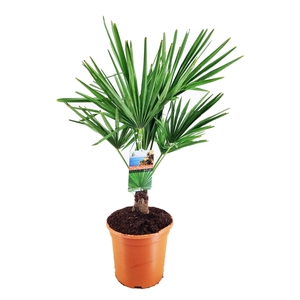 Trachycarpus fortunei