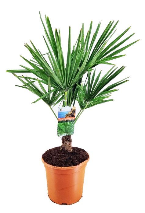<h4>Trachycarpus fortunei</h4>