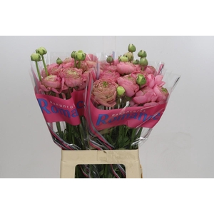 Ranunculus Roamnce Supreme Pink