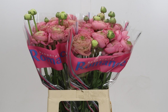 <h4>Ranunculus Roamnce Supreme Pink</h4>