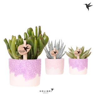 Kolibri Greens Succulenten mix in Bloom pot lila mix