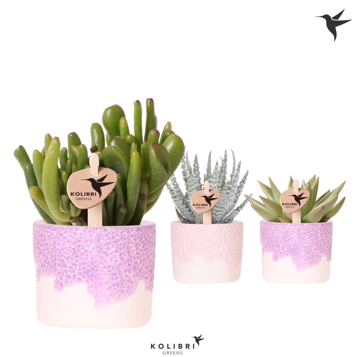 <h4>Kolibri Greens Succulenten mix in Bloom pot lila mix</h4>