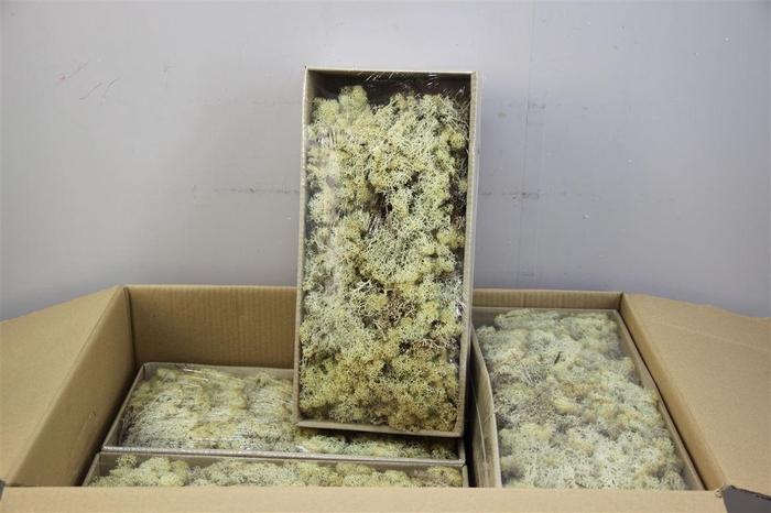 <h4>Mos Rendier Naturel Gepr 500gr</h4>