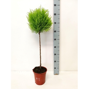 Cupressus Goldcrest Wilma 