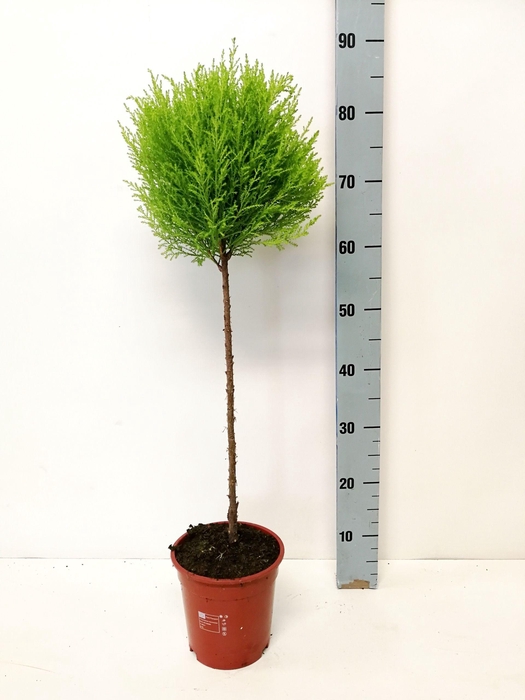<h4>Cupressus Goldcrest Wilma "p17 bol op stam"</h4>