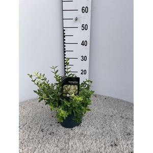 EUONYMUS FO HARLEQUI