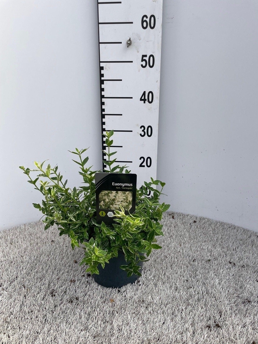 <h4>EUONYMUS FO HARLEQUI</h4>