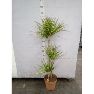 Dracaena marg. 'Sunray'