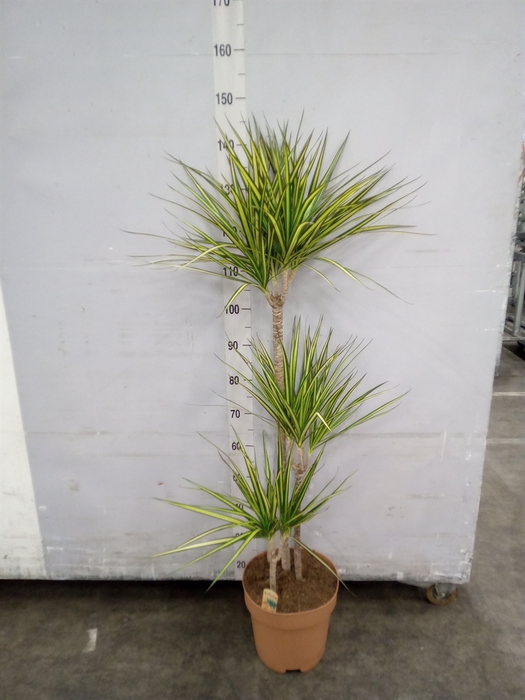 <h4>Dracaena marg. 'Sunray'</h4>