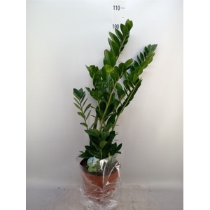 Zamioculcas zamiifolia