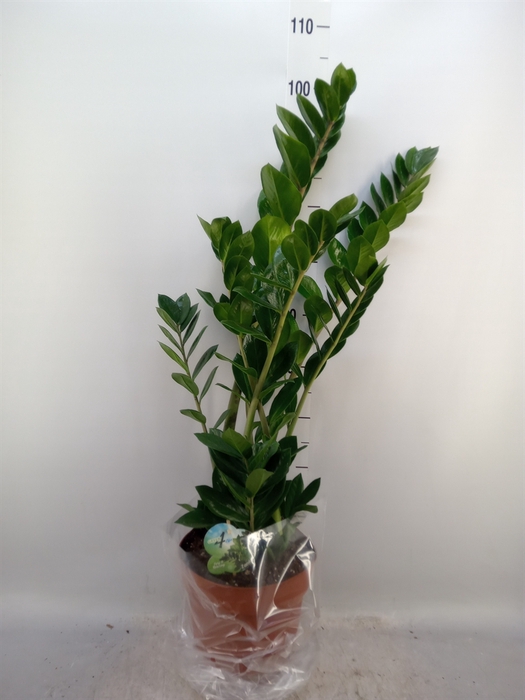 <h4>Zamioculcas zamiifolia</h4>