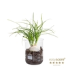 BEAUCARNEA RECURVATA p7 Lab Glass