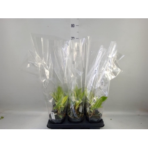Philodendron  'Florida Ghost'
