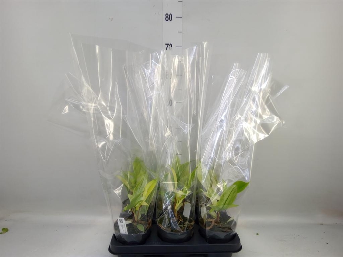 <h4>Philodendron  'Florida Ghost'</h4>