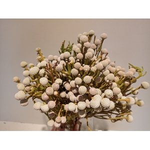 Greens - Spray Brunia (Nodiflora)