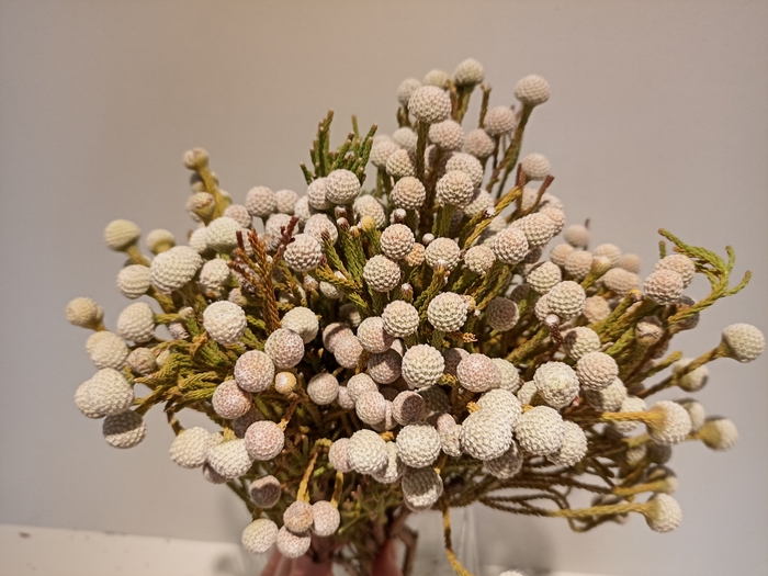 <h4>Greens - Spray Brunia (Nodiflora)</h4>