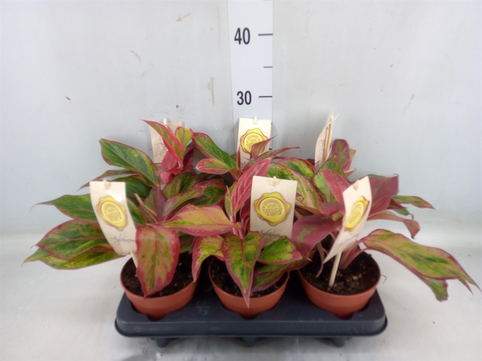 <h4>Aglaonema  'Crete'</h4>