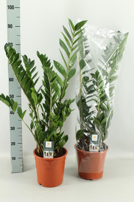 <h4>ZAMIO ZAMIIFOLIA</h4>