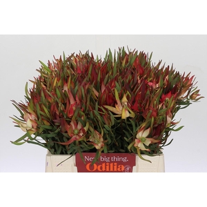 Leucadendron Fireglow