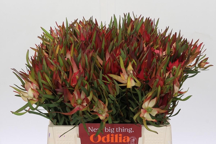 Leucadendron Fireglow