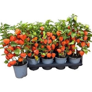 PHYSA AL FRANCHETII