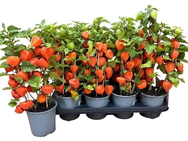 <h4>PHYSA AL FRANCHETII</h4>