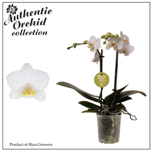 Phalaenopsis Multi White 2 spike - 9cm | Authentic